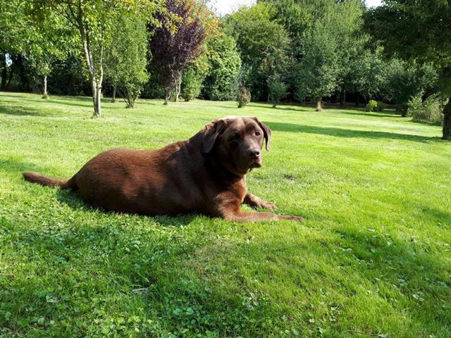 Allegro in seinem Garten 2020 Allegro in seinem Garten 2020