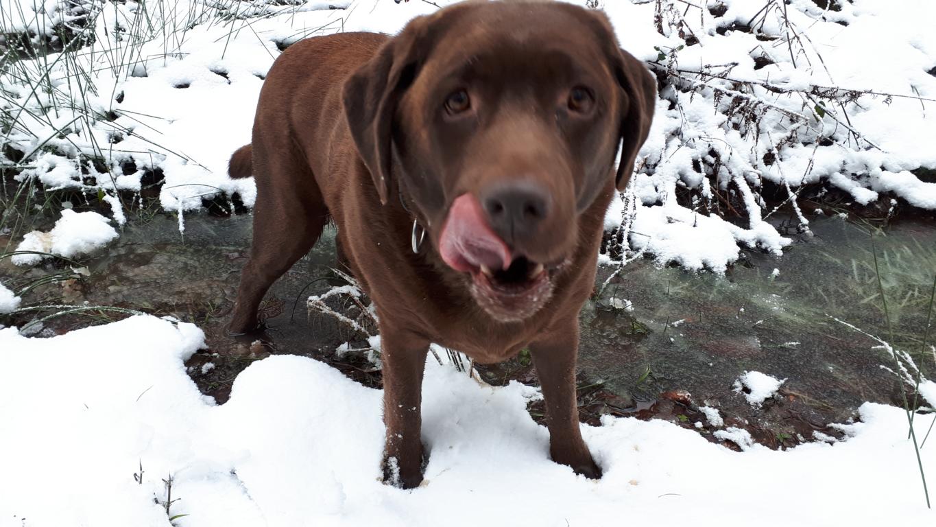 Allegro Schnee 2021 Allegro Schnee 2021