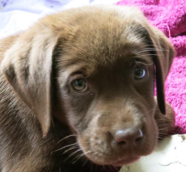 Allegro Welpe 8 Wochen Allegro Welpe 8 Wochen