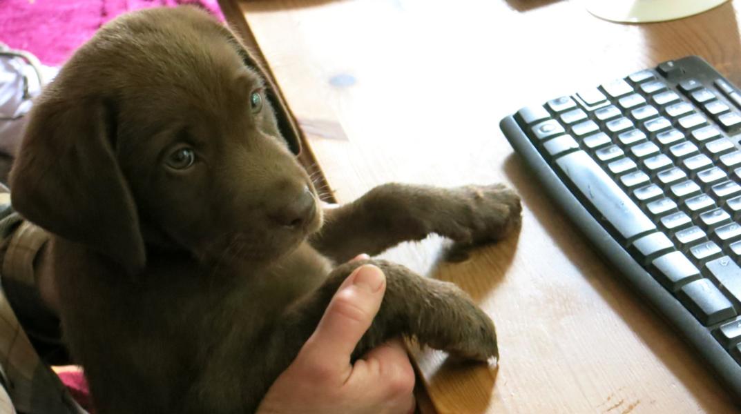 Allegro der Blogger Allegro der Blogger