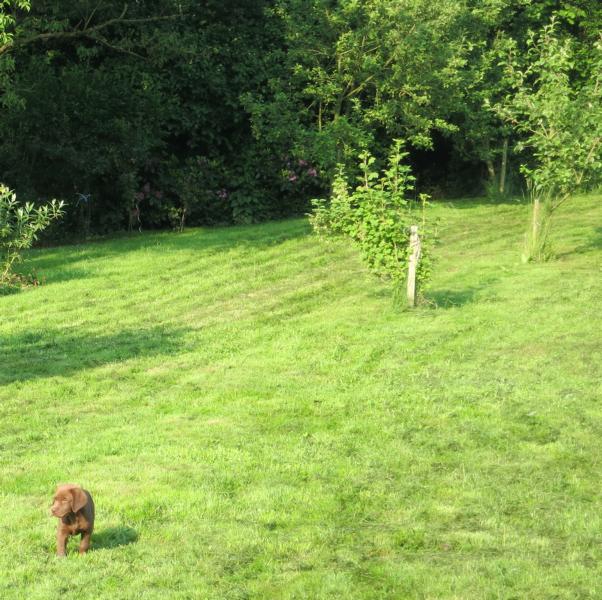 Allegro Welpe in seinem Garten 2014 Allegro Welpe in seinem Garten 2014