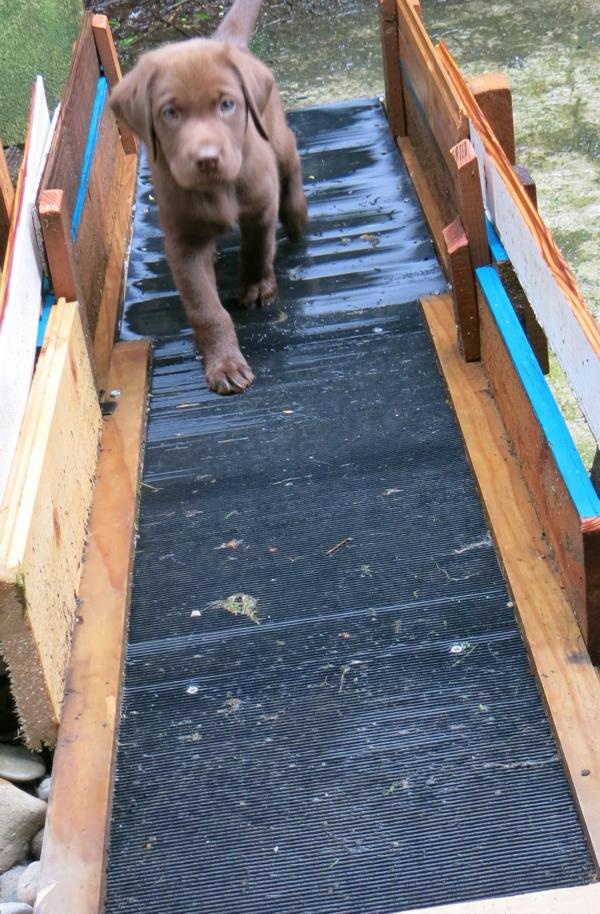 Allegro auf der Rampe Allegro auf der Rampe