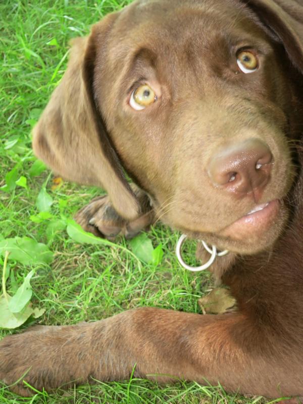 Allegro fragend Allegro fragend