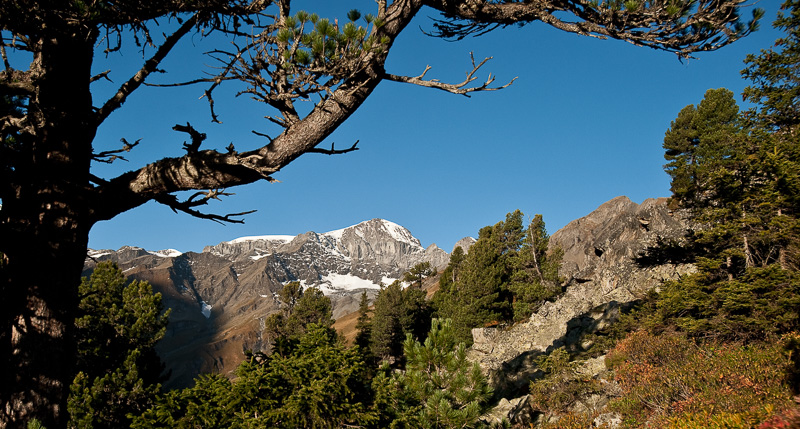 View through the Swiss stone pine forest on Alp Sardona to Piz Sardona View through the Swiss stone pine forest on Alp Sardona to Piz Sardona