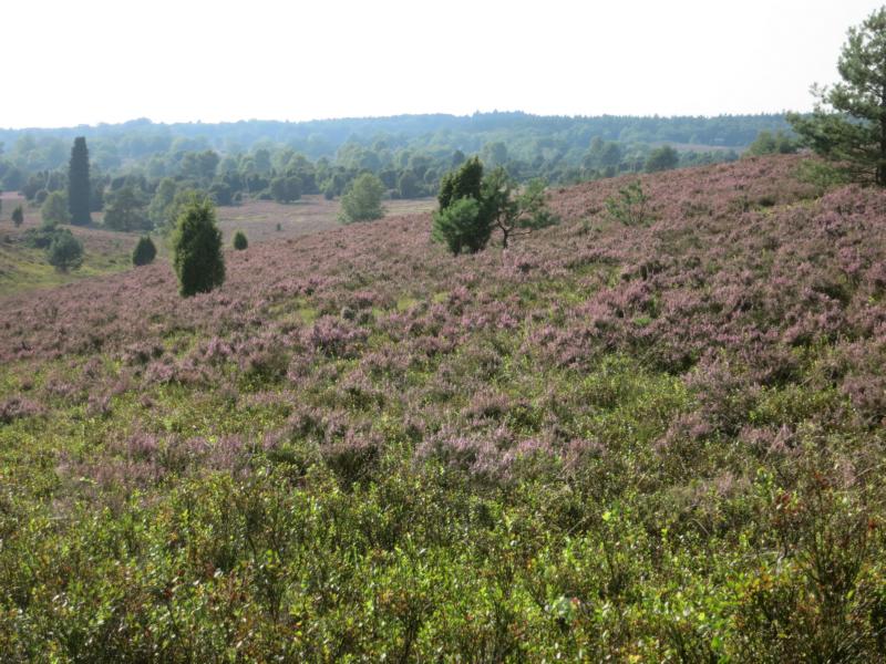 Lüneburger Heide