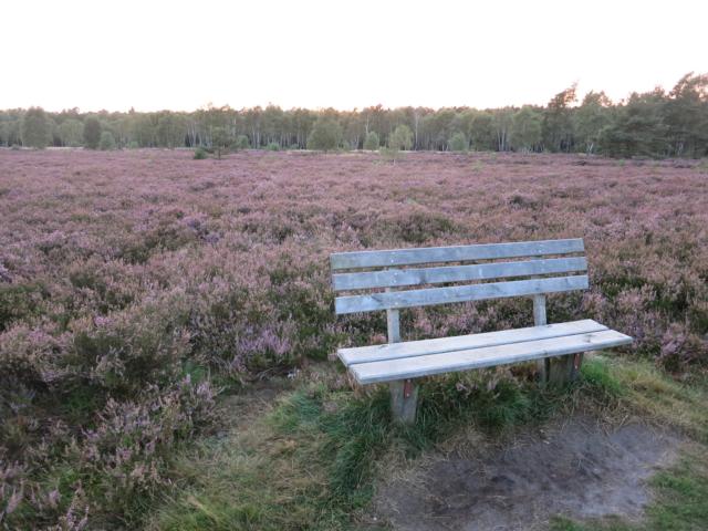 Kontemplation in der Lüneburger Heide